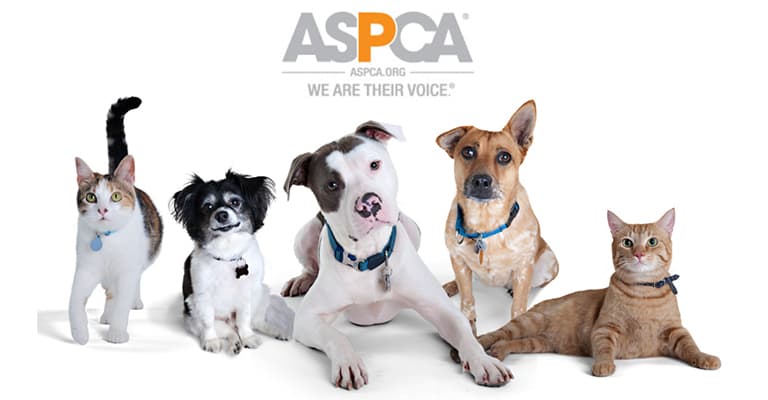 local outdoor renovation